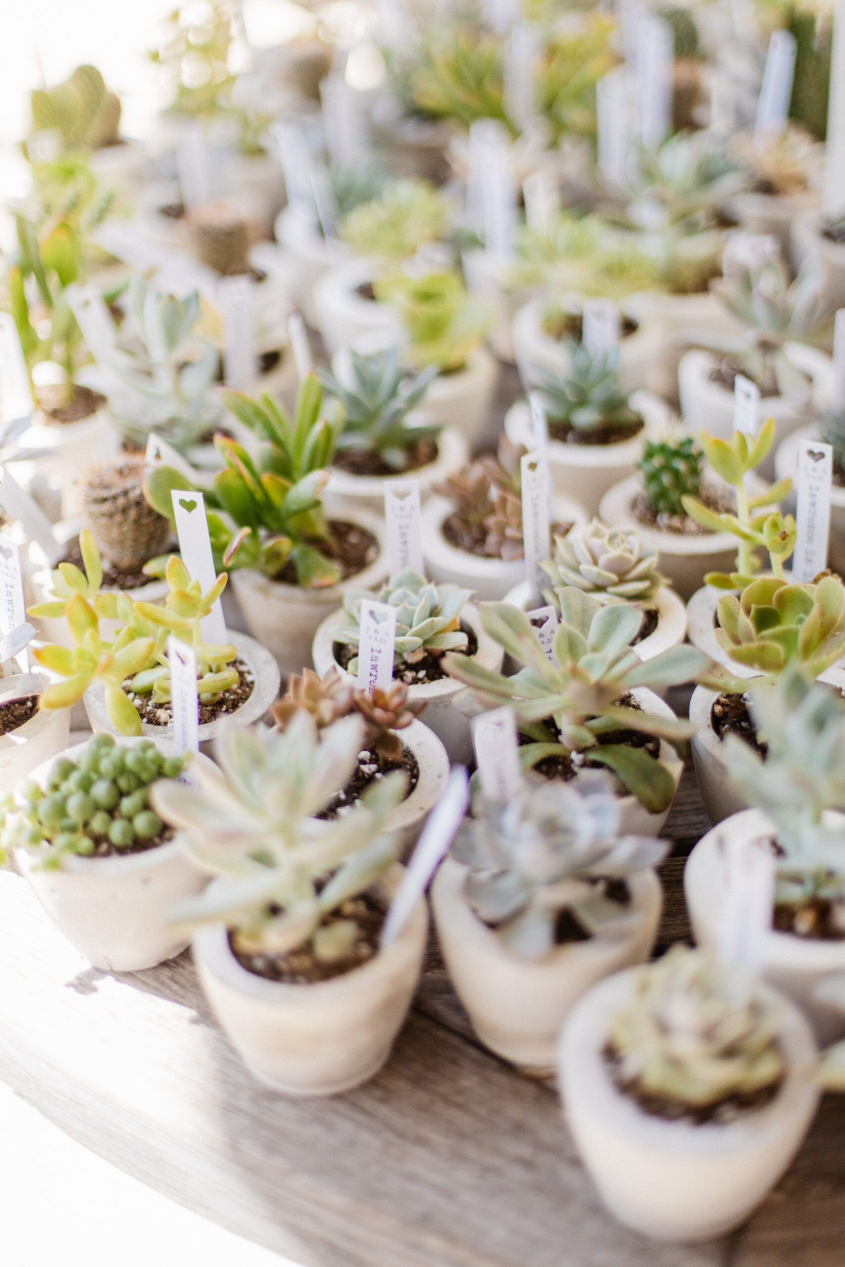 Many different succulents in small white pots with tags sticking up out of them.
